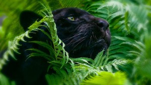 black-panther.jpg